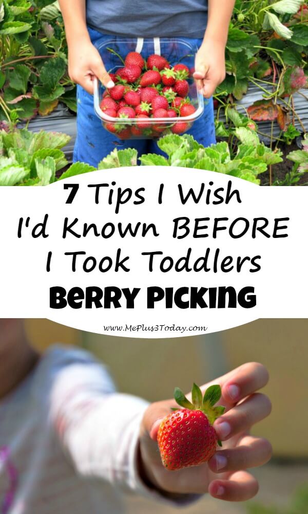 If you plan on taking toddlers berry picking, you'll want to know these 7 tips before you go! So helpful! www.MePlus3Today.com