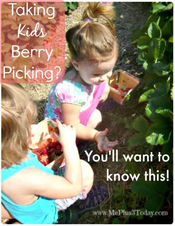 If you plan on taking kids berry picking, you'll want to know these 7 tips before you go! So helpful! www.MePlus3Today.com