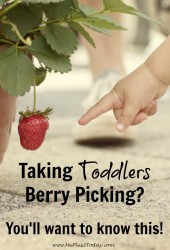 If you plan on taking toddlers berry picking, you'll want to know these 7 tips before you go! So helpful! www.MePlus3Today.com